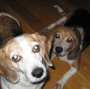 Meet your Posher, Mike